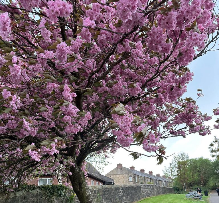 Community Care Report published