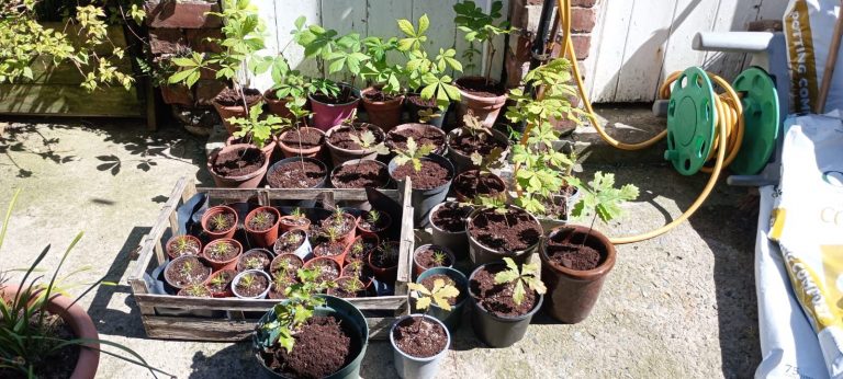 Civic Care Article Published