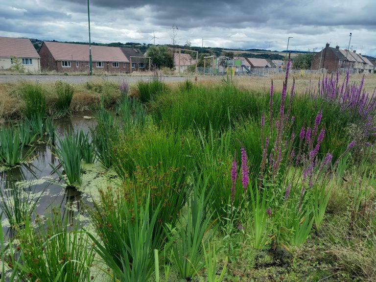 Volunteer Pond Dip Proves New Installation Is Healthy